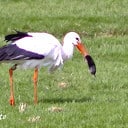 Steenmarter burgert in, weidevogels verdwijnen Steenmarter burgert in, weidevogels verdwijnen