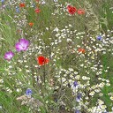 Wilma’s bloementuin