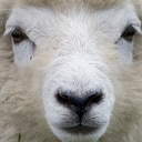 Tijdelijk geen schapen op droge dijken