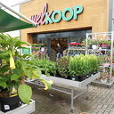 Als ze me missen ben ik bloemen aan het bewateren