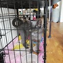 Grijze poes gevonden…. Grijze poes gevonden….