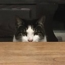 Poes vermist Poes vermist