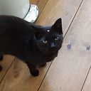 2 katten vermist 2 katten vermist