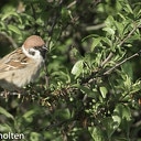 Geringde mus