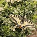 Vlinder Vlinder