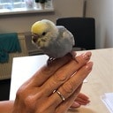 Parkietje gevonden Parkietje gevonden
