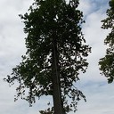 Rupsenval Rupsenval