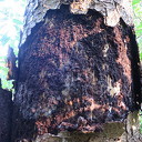 Droogte en/of letterzetter tast de natuur aan Droogte en/of letterzetter tast de natuur aan