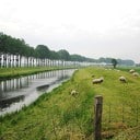 Beweidingsverbod voor dijken ingetrokken Beweidingsverbod voor dijken ingetrokken