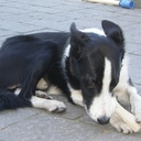 Hond vermist en weer terug