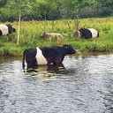 Koeien in en aan de Vecht Koeien in en aan de Vecht