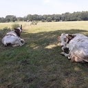 Vee zoekt schaduw op
