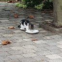Kitten kwijt? Kitten kwijt?
