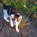 Kitten gevonden Kitten gevonden