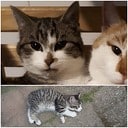 Vermist: katje in Oudleusen