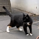 Vermissing van poes Umbra Vermissing van poes Umbra