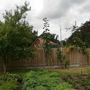 Grootste zonnebloem van Overijssel…? Grootste zonnebloem van Overijssel…?