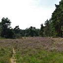 Het Rechterense Veld, rust ruimte en verkoeling in het bos