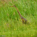Vreemde Reiger