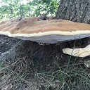 Puur natuur