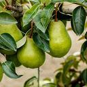 Gratis Perenbomen