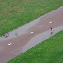 Kraamtijd scholeksters DE RONDE MARKE voorbij
