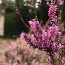Prachtige heidefoto Prachtige heidefoto