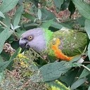 Papegaai vogel gevonden Papegaai vogel gevonden