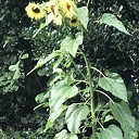 Boeket zonnebloemen Boeket zonnebloemen