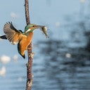 Kingfisher
