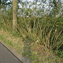 Hoe leer je het snoeien van wegbermen