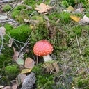 Paddenstoelen Paddenstoelen