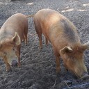 Zondag is het de 90e internationale dierendag Zondag is het de 90e internationale dierendag