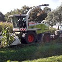 Maisoogst in volle gang langs de Middeldijk Maisoogst in volle gang langs de Middeldijk
