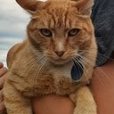 Kater Pim vermist Kater Pim vermist