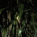 Lichtjeszoektocht in donker maïsdoolhof Lichtjeszoektocht in donker maïsdoolhof