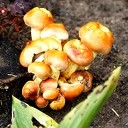 Zeldzaam in de tuin Zeldzaam in de tuin