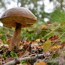 Herfst het kleurrijkste seizoen van het jaar Herfst het kleurrijkste seizoen van het jaar