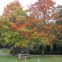 De herfstkleuren dit jaar iets later De herfstkleuren dit jaar iets later