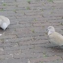 Duiven op de Dam Duiven op de Dam