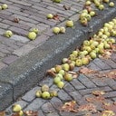 De appel valt niet ver De appel valt niet ver