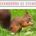 Hier weer wat eekhoornfoto`s Hier weer wat eekhoornfoto`s