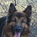 Herders hond vermist en weer thuis Herders hond vermist en weer thuis