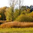Herfstkleuren aan de Rondweg Herfstkleuren aan de Rondweg