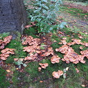 De natuur geeft nu prachtige paddenstoelen. De natuur geeft nu prachtige paddenstoelen.