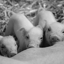 Dierenleed? Of ‘onzichtbaar’ mensenleed…? Dierenleed? Of ‘onzichtbaar’ mensenleed…?