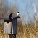 Gratis groenpakketten Gratis groenpakketten