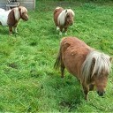 Pony’s los, net niet op de Hessenweg Pony’s los, net niet op de Hessenweg