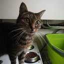 Poes Tijger vermist Poes Tijger vermist