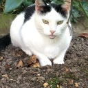 Vermissing Zwartwitte poes Kittie Vermissing Zwartwitte poes Kittie